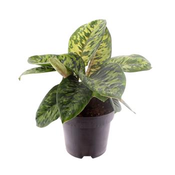 Homaloména Camouflage květináč 12cm