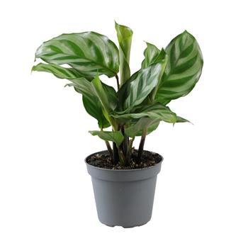 Kalatea Freddie květináč 6cm