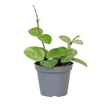 Voskovka Mathilde Splash květináč 6cm