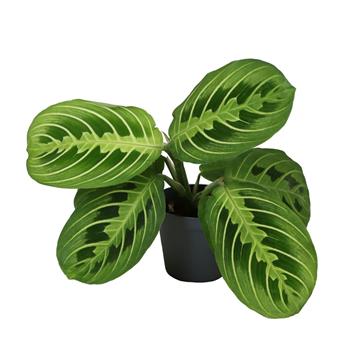 Kalatea Lemon Lime květináč 6cm