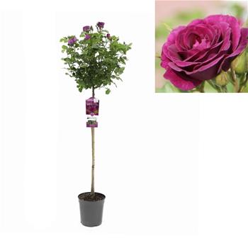 Růže Minerva kmínek 90cm, květináč 7,5 litru