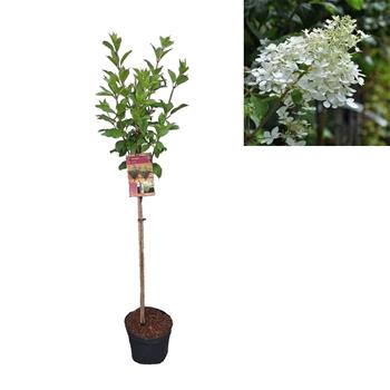 Hortenzie latnatá Kyushu kmínek 100cm, květináč 7,5 litru