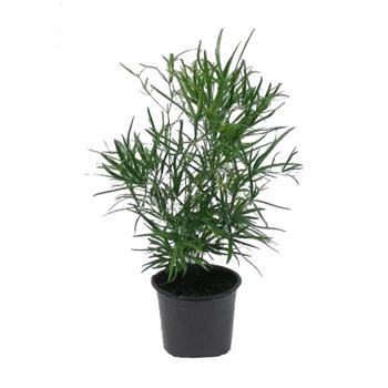 Asparágus srpovitý květináč 12cm