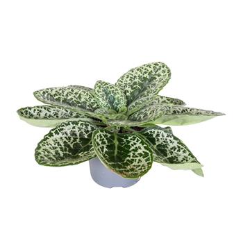 Streptokarpus, tořivka Pretty Turtle květináč 13cm