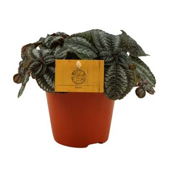 Pilea Norfolk květináč 12cm