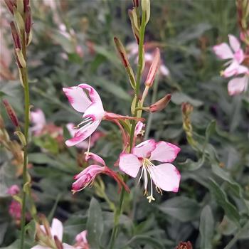 Svíčkovec Lindheimerův Rosy Jane květináč 12cm