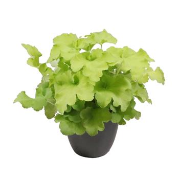 Dlužicha Carnival Lime květináč 12cm