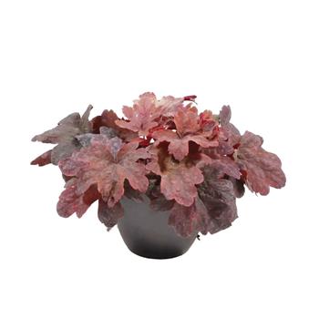 Dlužicha Sweet Tea květináč 12cm