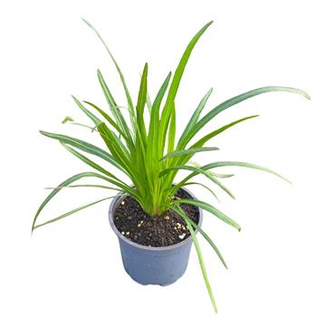 Šuškarda klasnatá Floristan Violet květináč 12cm