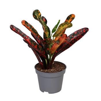 Kroton strakatý Red Batik květináč 6cm