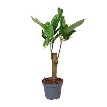 Kroton strakatý Tamara mini kmínek, květináč 6cm