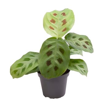 Maranta Kerchoveana květináč 12cm