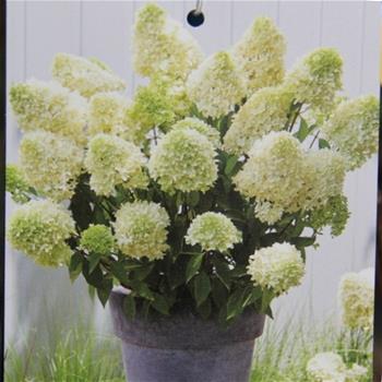 Hortenzie latnatá Skyfall výška 40/60cm, květináč 4,6 litru