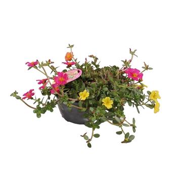 Šrucha Trio miska 17cm