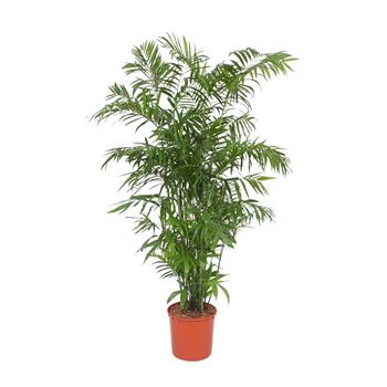 Chamedorea, palma horská výška 170cm, květináč 27cm