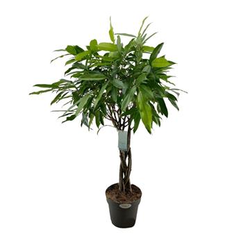 Fíkovník Amstel King výška 120cm, květináč 27cm