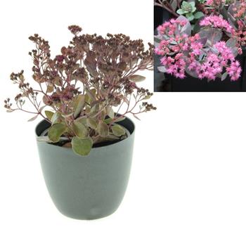 Rozchodník SunSparkler Dazzleberry květináč 12cm