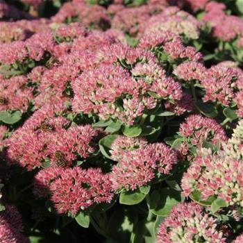 Rozchodník nachový Herbstfreude květináč 12cm