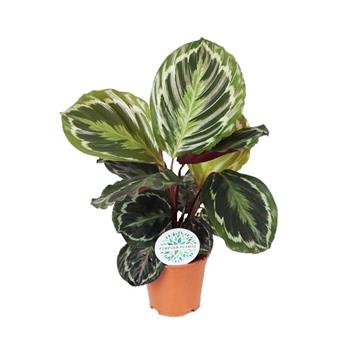 Kalatea květináč 12cm