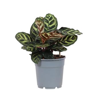 Kalatea květináč 12cm