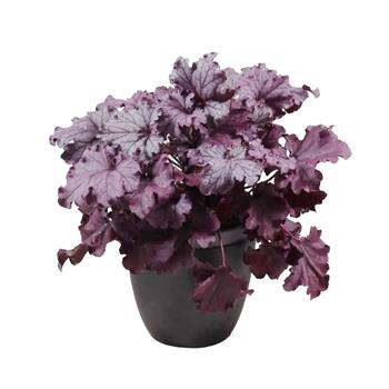 Dlužicha Forever Purple květináč 3 litry