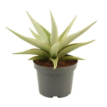 Tenura, tchýnin jazyk Chain Crown kvěitnáč 12cm