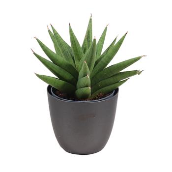 Tenura, tchýnin jazyk Snow Lotus Crown květináč 12cm