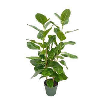 Fíkovník vyšší sesazovaný, hydroponický květináč 30cm