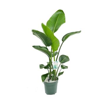 Strelície natalská hydroponický květináč 24cm