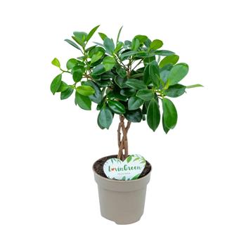 Fíkovník drobnolistý Maya splétaný kmínek, květináč 12cm