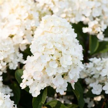 Hortenzie latnatá Living Little Blossom květináč 16,5 litru