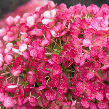 Hortenzie latnatá Living Little Rosy květináč 16,5 litru