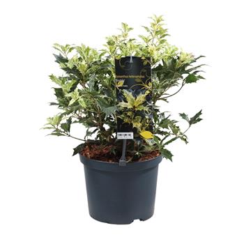 Vonokvětka různolistá, osmantus Goshiki výška 30/40cm, květináč 5 litrů