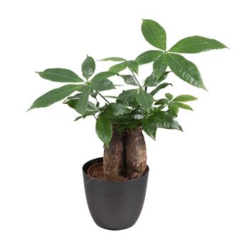 Pachira vodní květináč 12cm