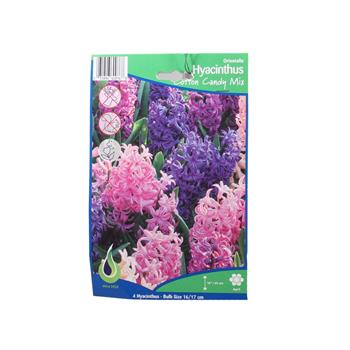Hyacint Cotton Candy mix 4ks
