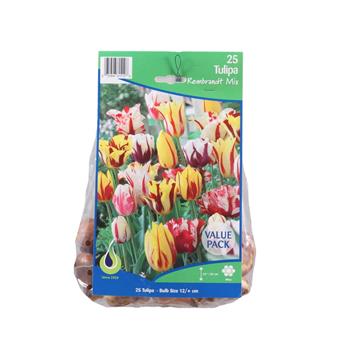 Tulipán Rembrandt mix 25ks