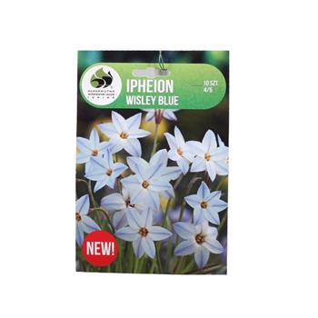 Ifejon Wisley Blue 10ks