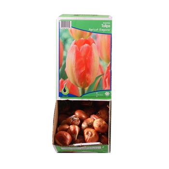 Tulipán Apricot Emperor 5ks