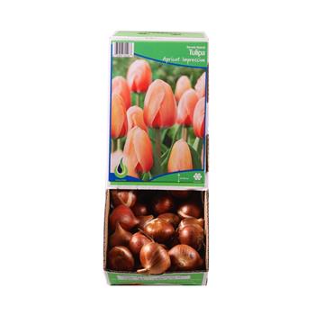 Tulipán Apricot Impression 5ks