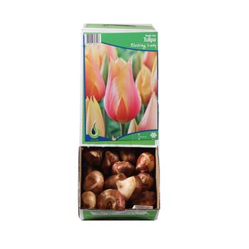 Tulipán Blushing Lady 5ks