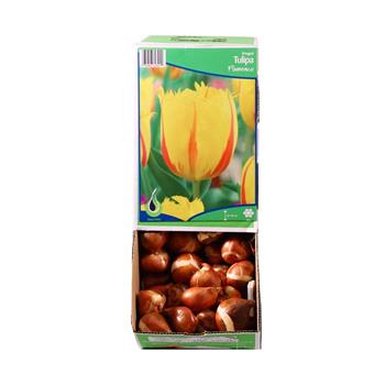 Tulipán Flamenco 5ks