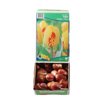 Tulipán Olympic Flame 5ks