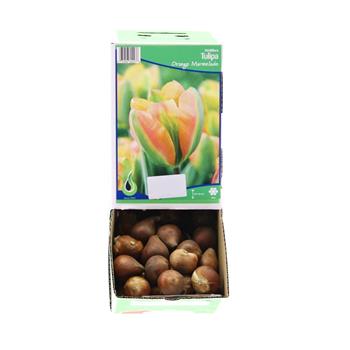Tulipán Orange Marmelade 5ks