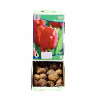 Tulipán Red van Eijk 5ks