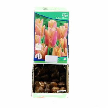 Tulipán Salmon Prince 5ks