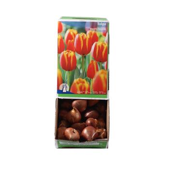 Tulipán Worlds Favourite 5ks