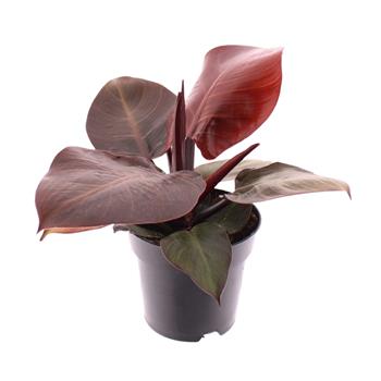 Filodendron Cherry Red květináč 11cm