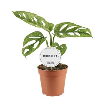 Monstera Mint květináč 12cm