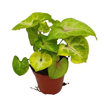 Syngonium Lime květináč 12cm