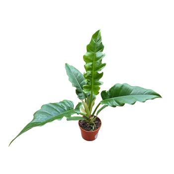 Filodendron květináč 12cm